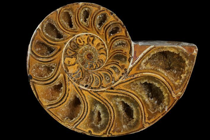 Sliced, Agatized Ammonite Fossil (half) - Jurassic #110755